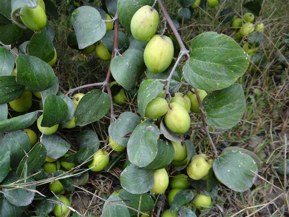 Ziziphus mauritiana